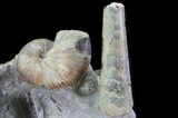Ammonite (Hoploscaphites) & Baculites Association - South Dakota #6123-3